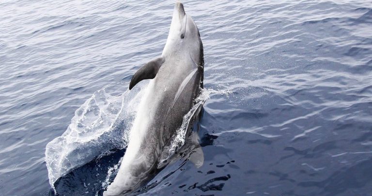 124764369 3364847593611930 1758216102631923651 o 768x404