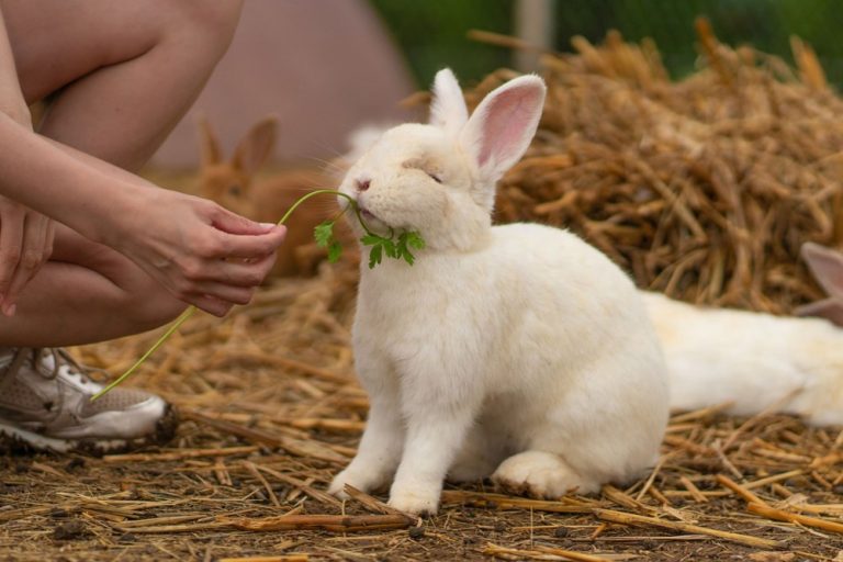 Bunny encounter 3 768x512