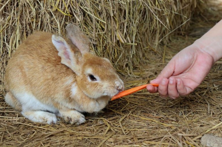 Bunny encounter 768x509