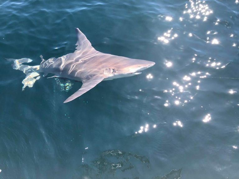 Fishing Bull Shark 768x576