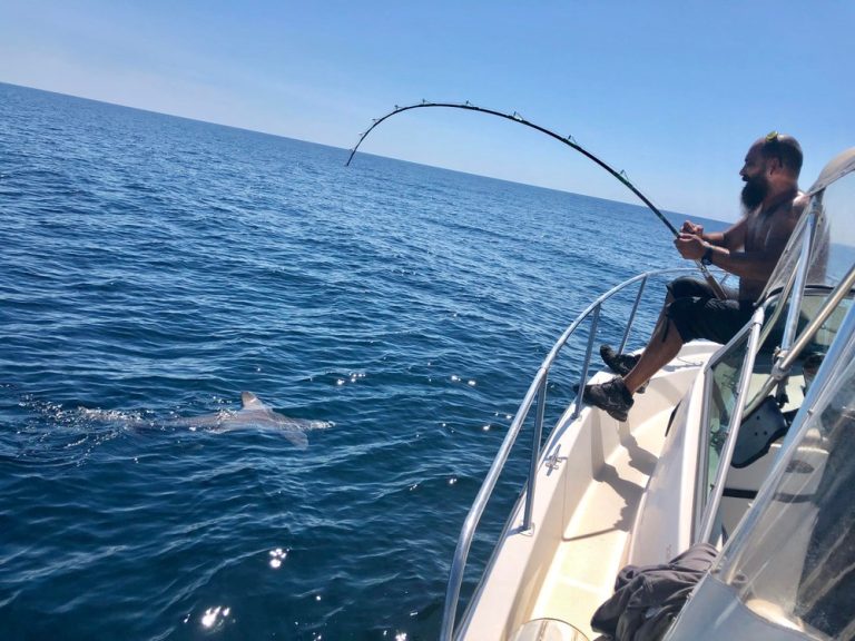 Fishing Bull Shark Reeling In 768x576