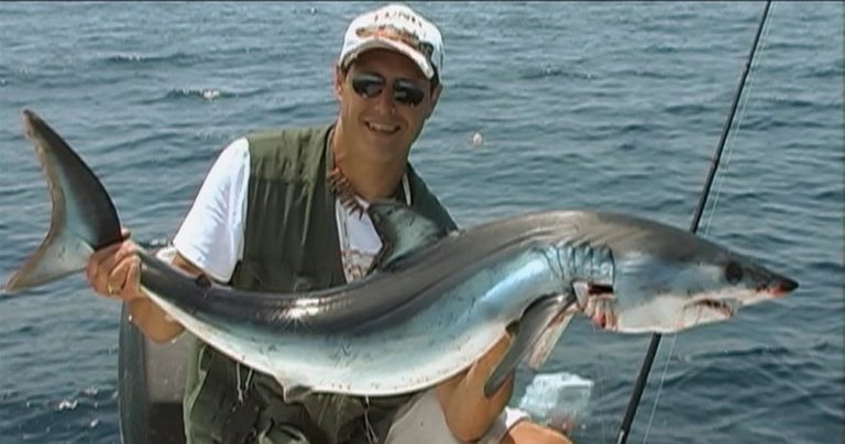 Fishing Shark 768x404