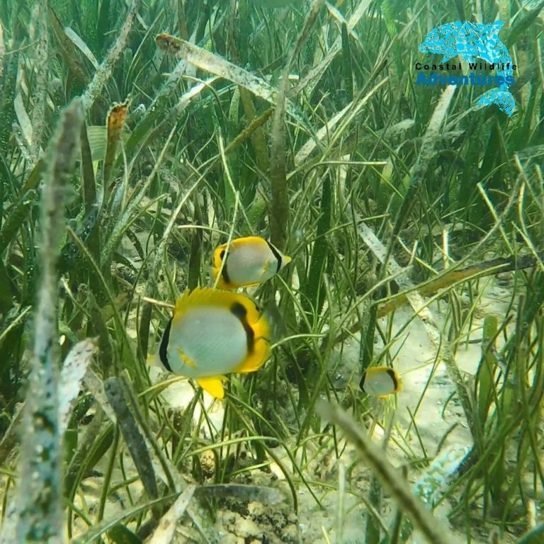 butterflyfish 1 768x768