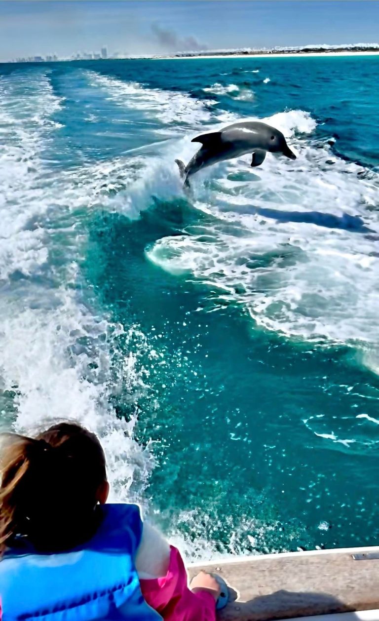 dolphin panama city beach 768x1258