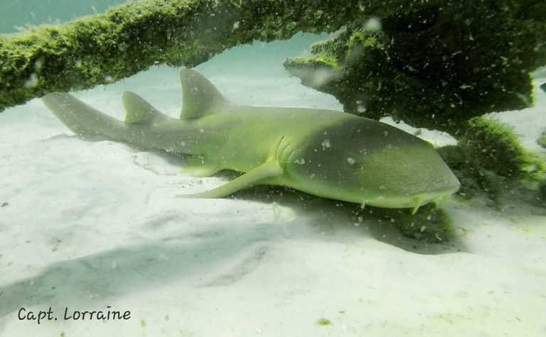 nurseshark 768x475