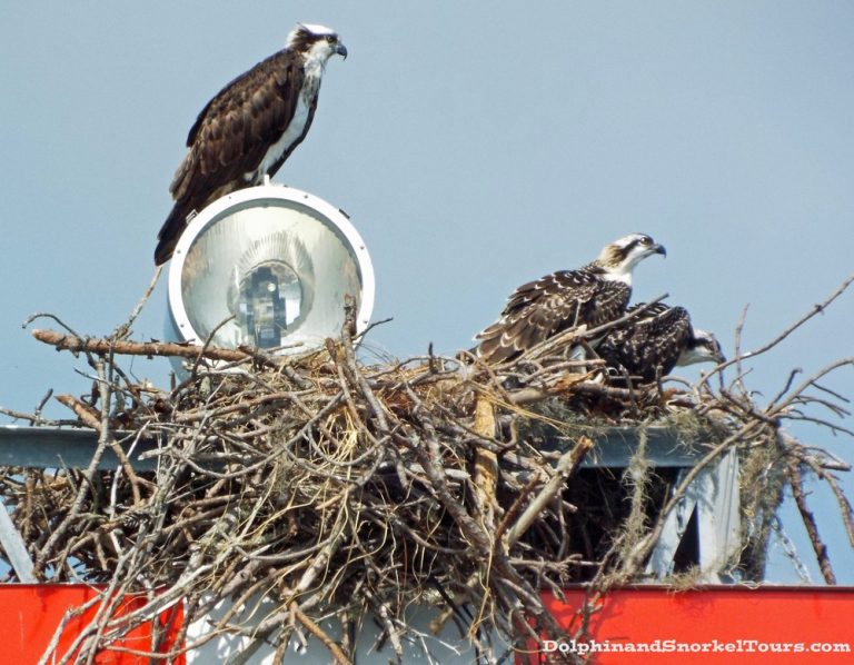 osprey chicks 768x598