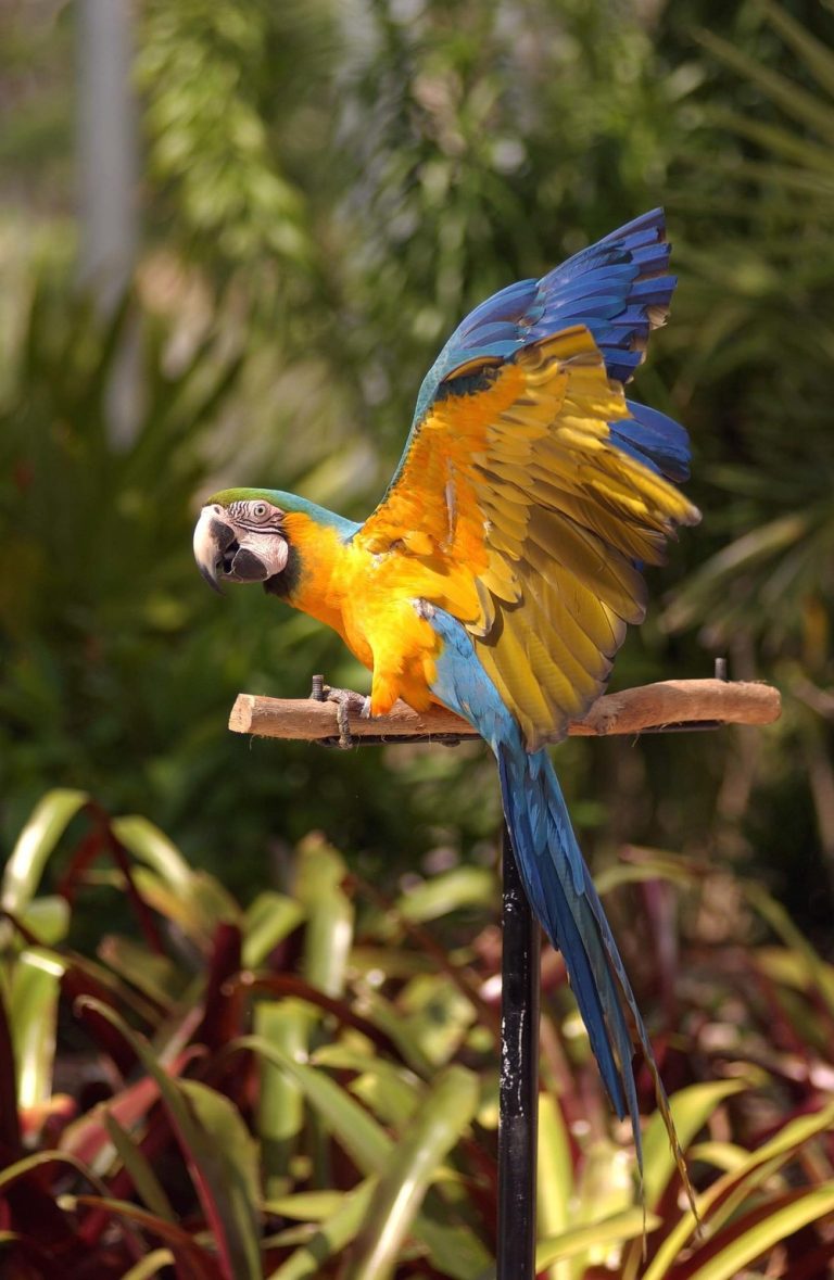 Blue Gold Macaw 768x1179