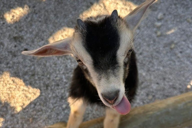 fun farm gallery 1 768x512