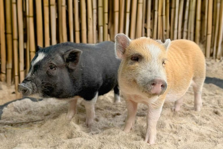 fun farm gallery 3 1 768x512