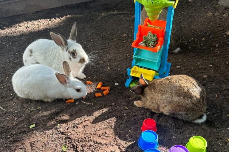 fun farm gallery 5 768x512